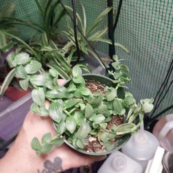 Aneilema Zebrinum