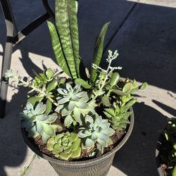 Assorted succulent plant pots