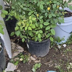 Yellow Rose Plant