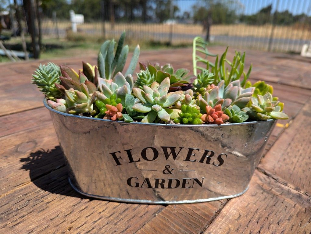 Succulent Arrangements