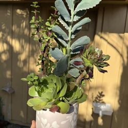 Beautiful Succulent 