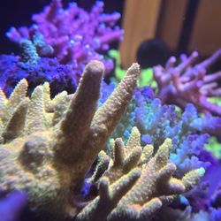 SPS Coral "Decorations"