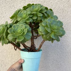 Beautiful Succulent Plants 