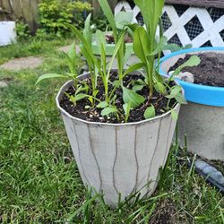 Garden Plant Shasta Large Daisies 