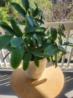 Ctenanthe for sale