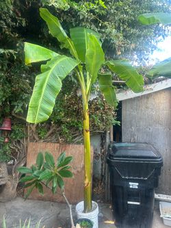 Plantas de plátano burro $20 each
