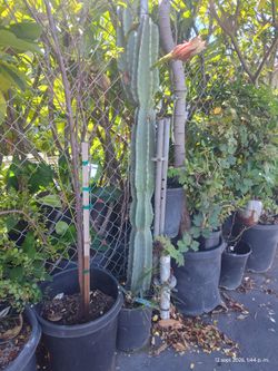 Cactus plant
