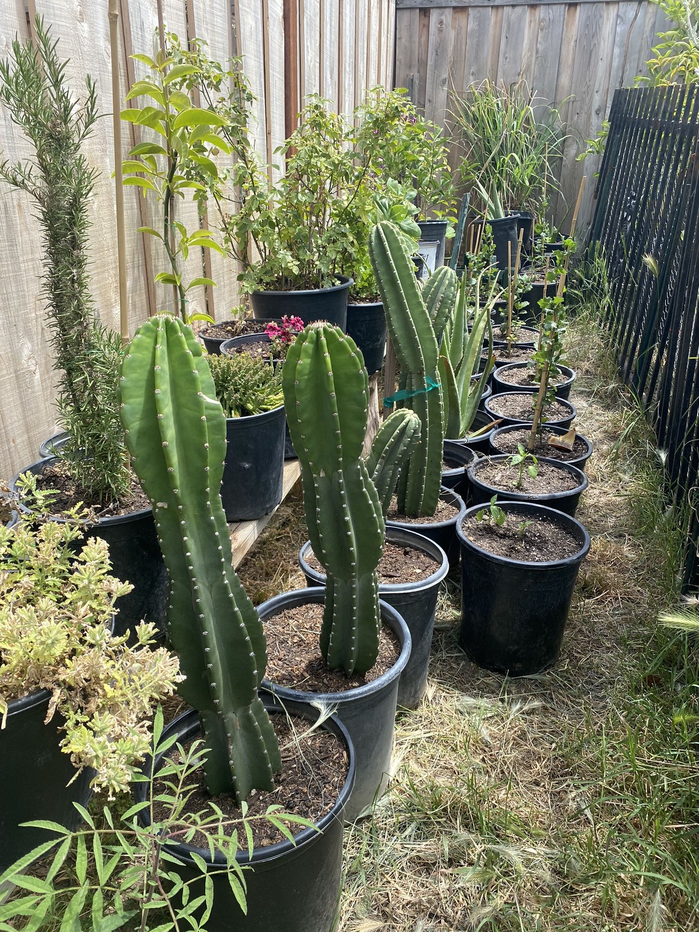 Plantas De Pitallo Ala Venta