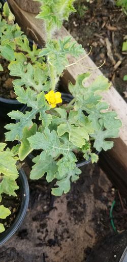 Organic Watermelon plant