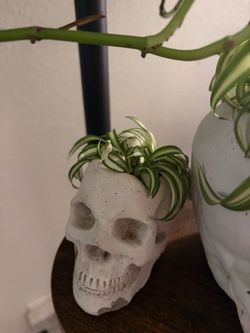 Concrete Skull Planter with curly spider babies