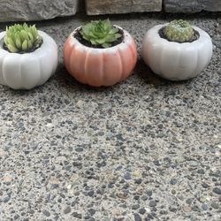 Live succulents and cement pumpkin shaped pot seven dollars per planter