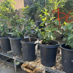 PLANTS FOR SALE