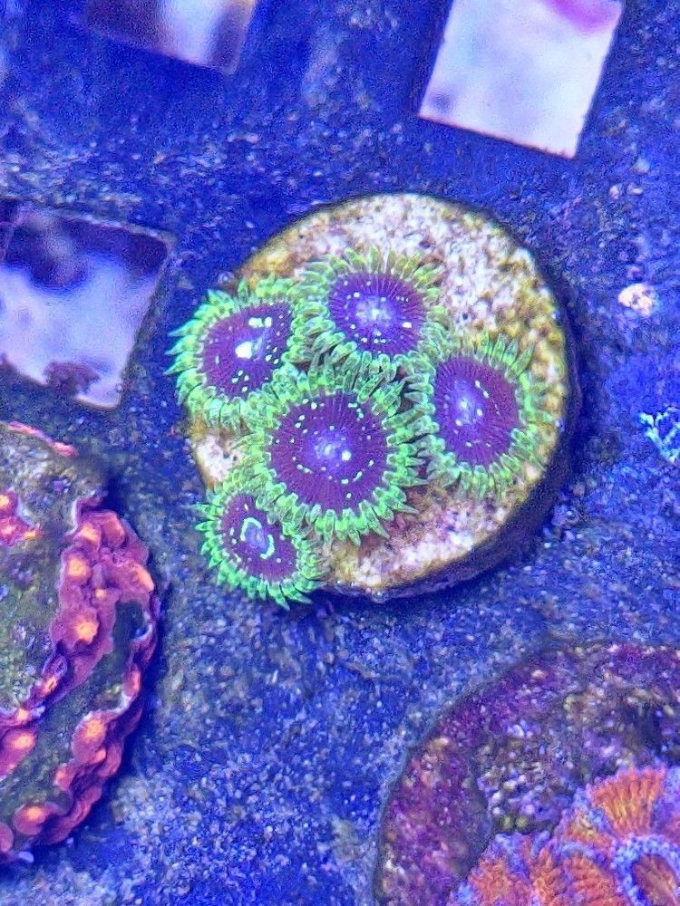 Exosphere Zoanthids Coral Decoration for Aquarium