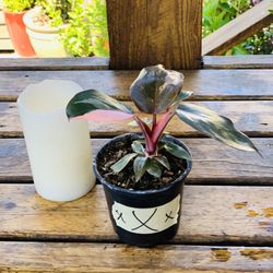 Live indoor Philodendron Pink Princess plant in a plastic nursery pot—firm price