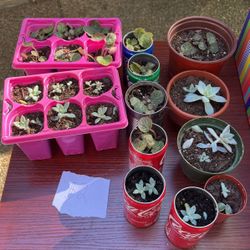 Succulents $1 A Piece