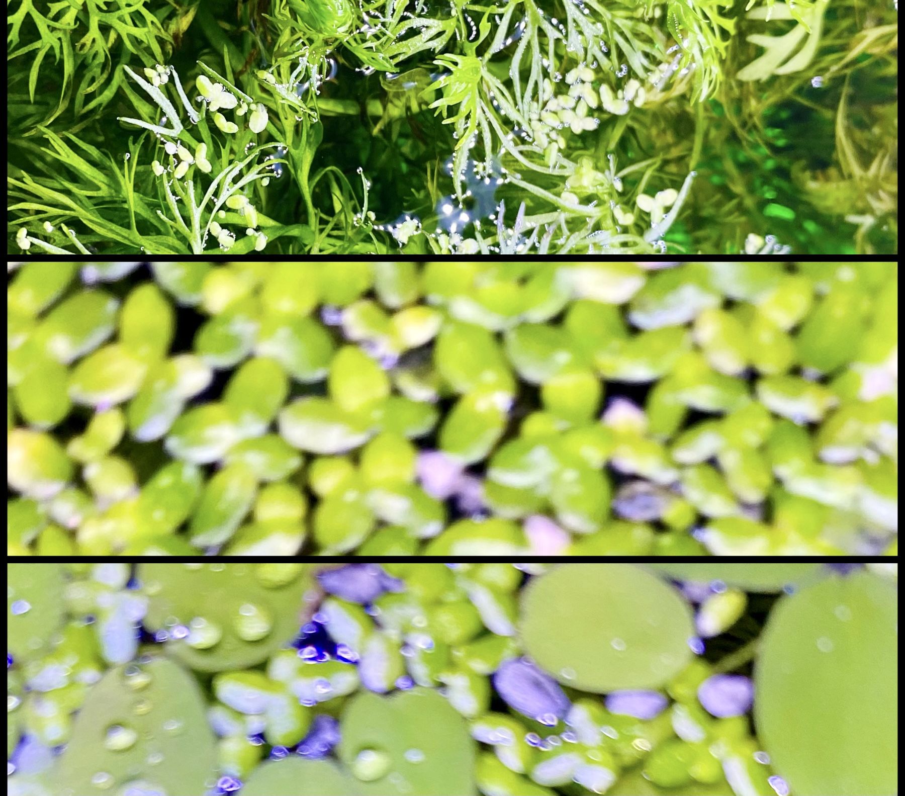 Aquarium Plant Pack