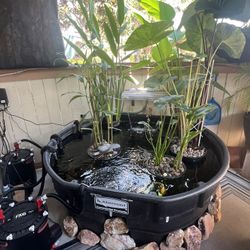 Koi Pond Set Up 