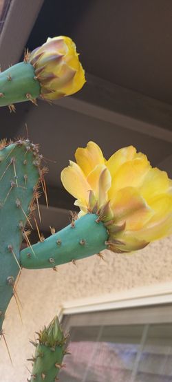 Cactus plant.