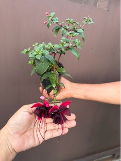 4” different Fucshias plant