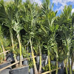 Christmas palms l Instant privacy Hedge and decoration