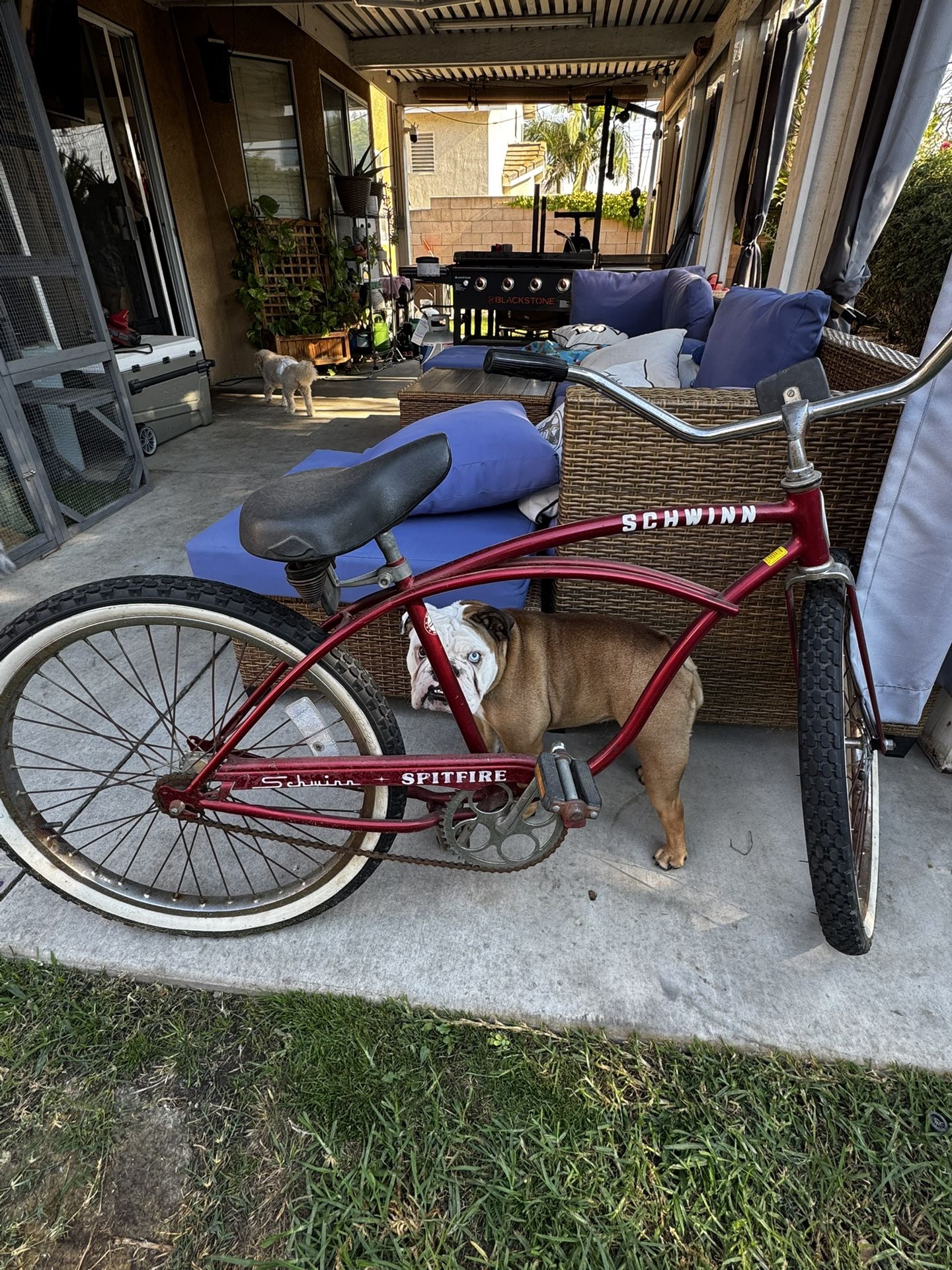 schwinn loop folding bicycle Schwinn Loop Folding Bike, 20 Inch Wheel, Ages 14+, Titanium