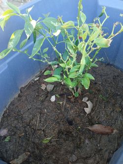 Chilli
