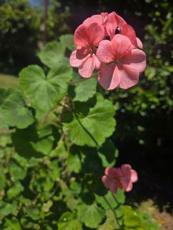 Malva/jeranio Plant