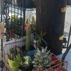 Plant Sale