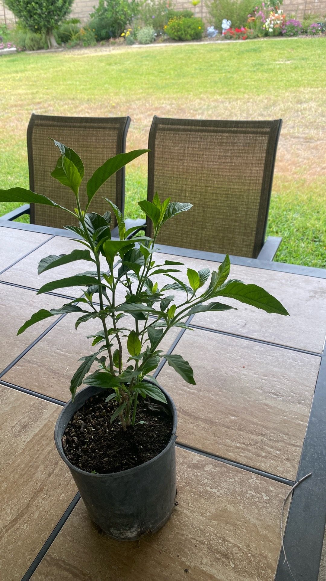 Muicle plant