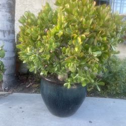 Plant/ Planta Jade Succulent 