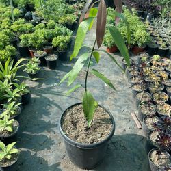 mango manila tree