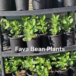 Fava Bean Plants  For Sale!