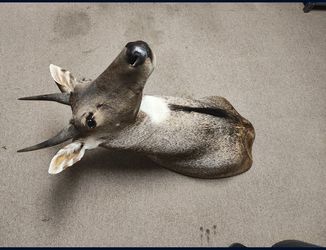 Nilgai Antelope