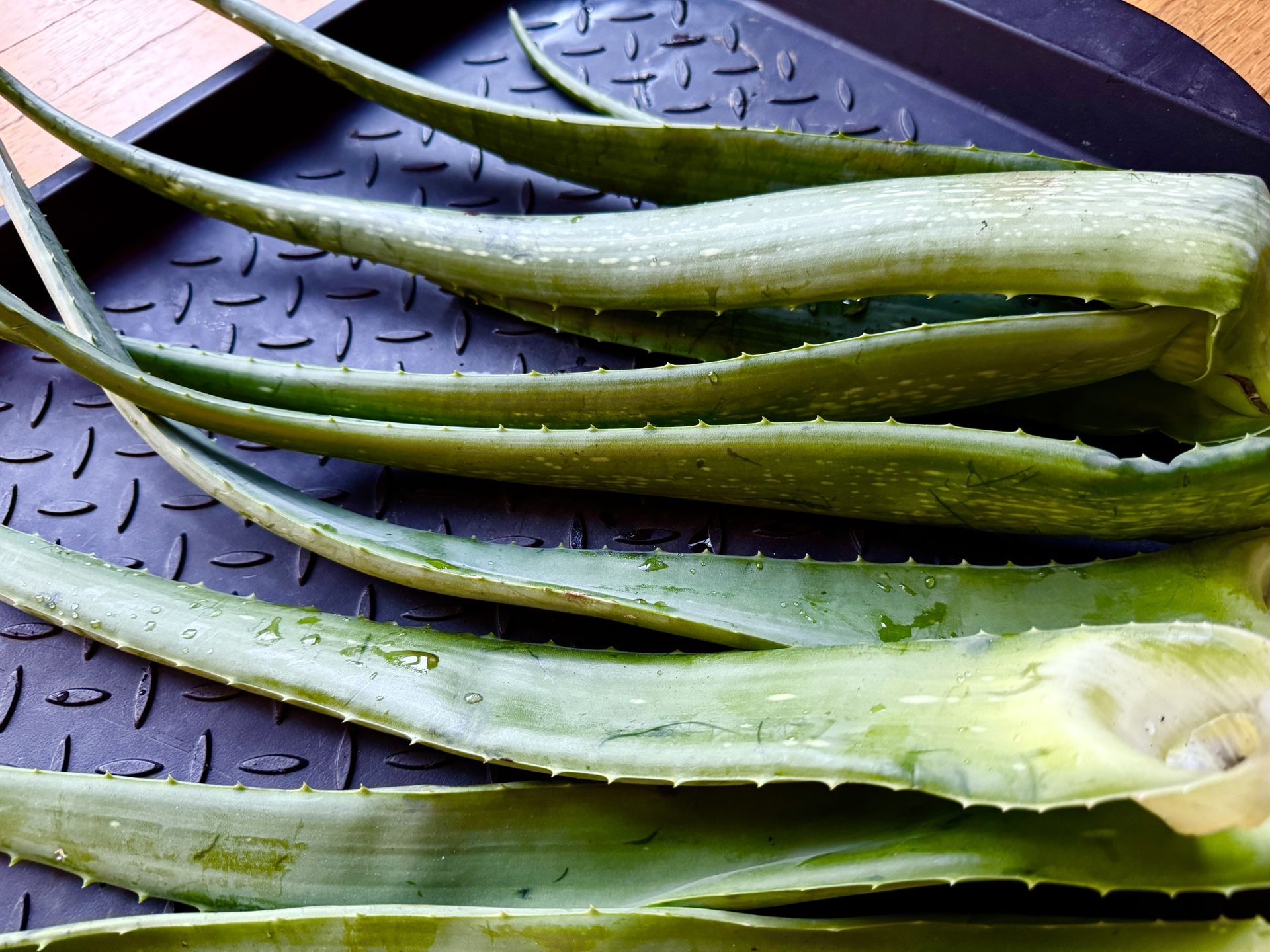 Aloe Vera Leaf