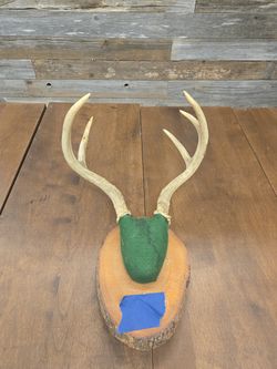 Whitetail Deer Antler Mount Plaque 6 Point Cabin Decor Rustic Taxidermy