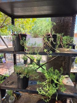 Moss rose plants