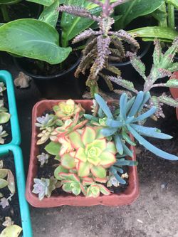 Assorted plants