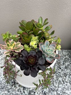 Succulent arrangement