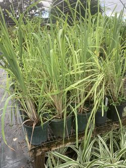 LEMON GRASS
