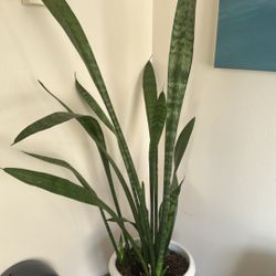 Snake Plant