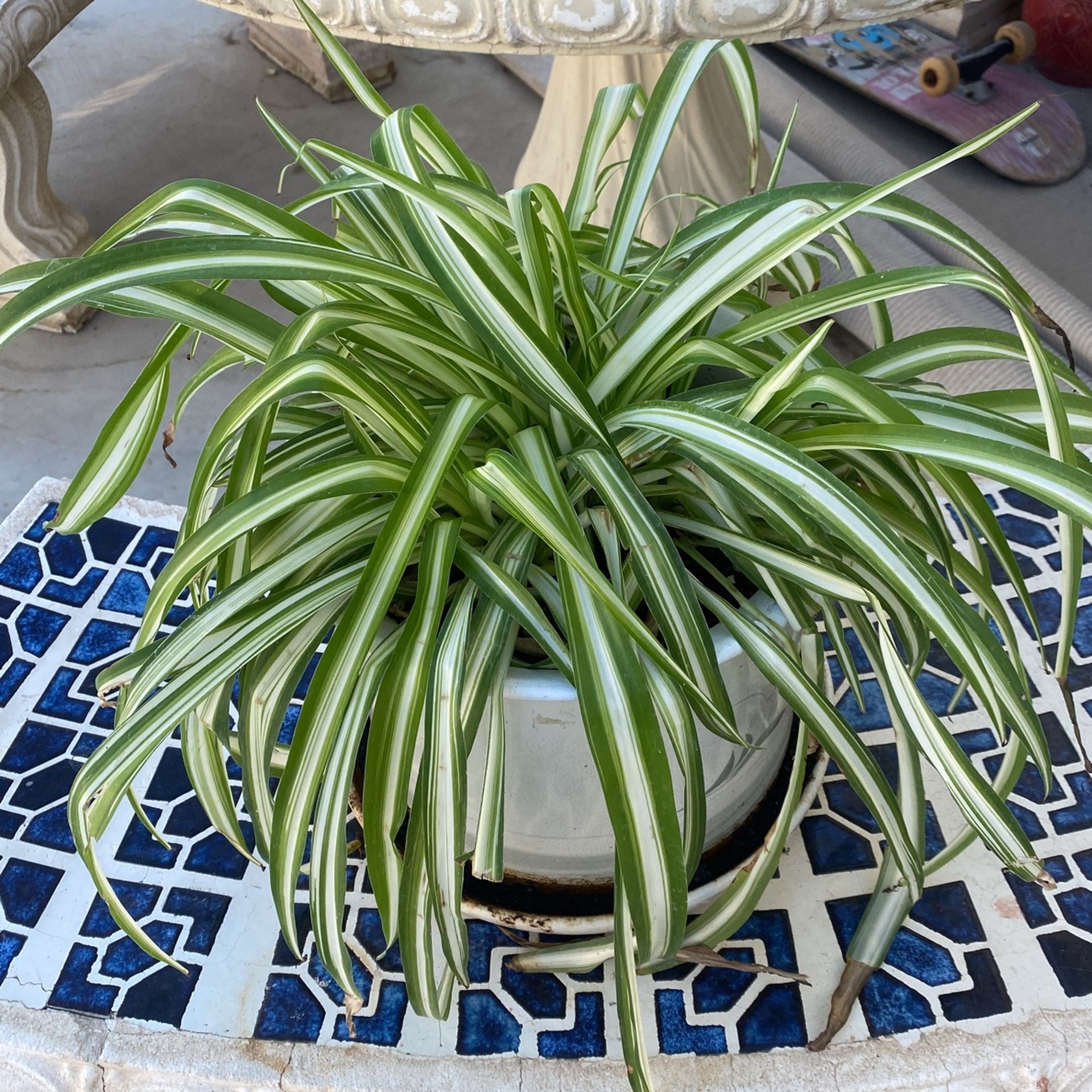 Pot And Plant
