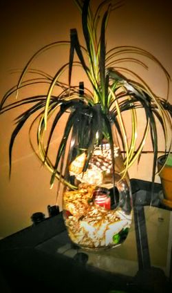 Live Plant Fish Vase