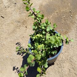 Giant Elephant Plant