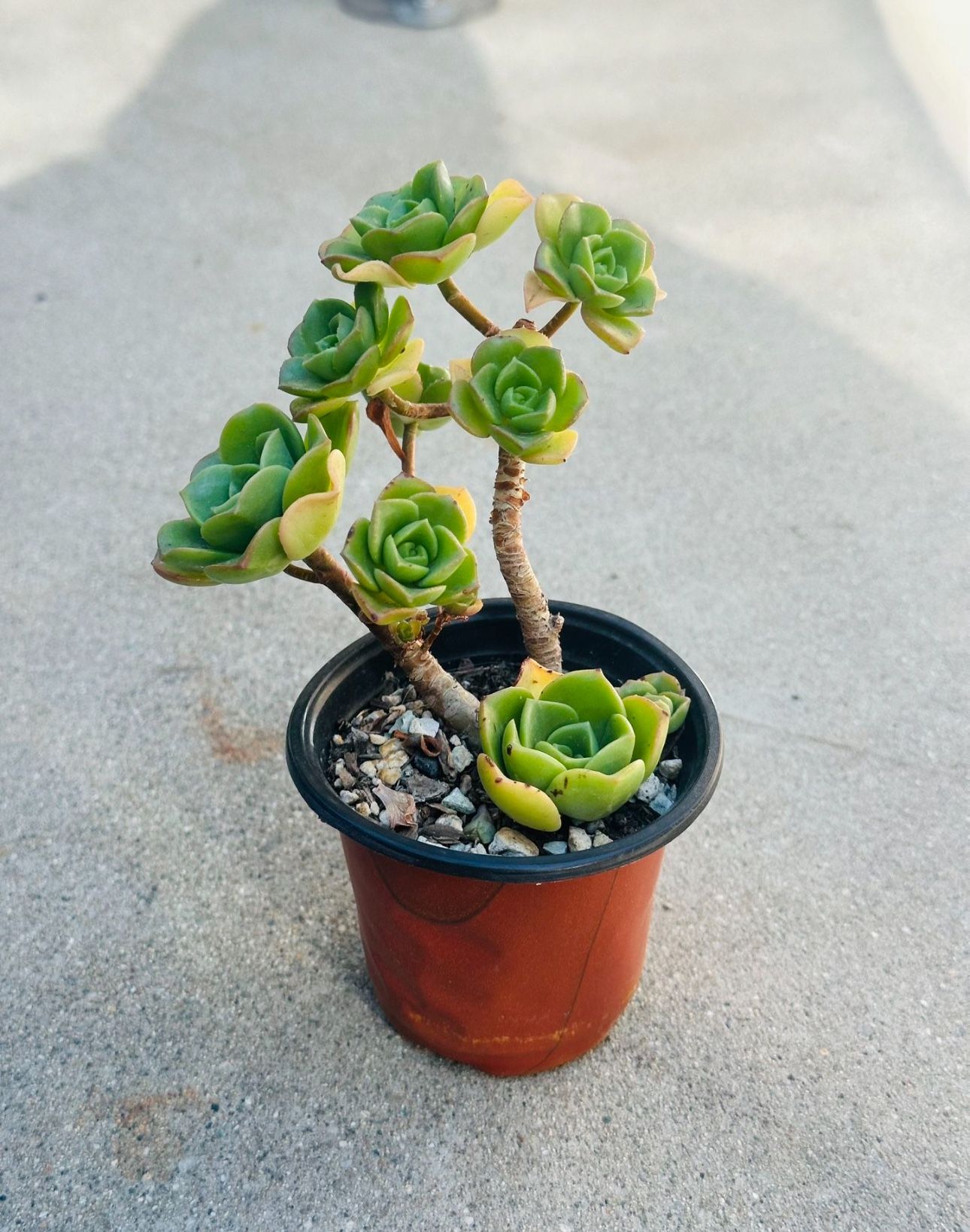 Succulents plants 🪴