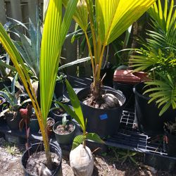 Coconut plants $1, $7, and $10