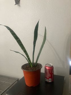 Snake plant or lengua de suegra