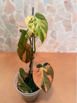 Philodendron Mican Highly Variegated Orange Aurea - 5inch #3