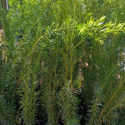 Huge Podocarpus Over 4 Feet Tall Instant Privacy Hedge For Fence