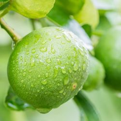 Persian Lime Tree 🌳🍋‍🟩