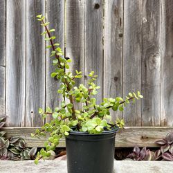 Elephant Bush (Portulacaria afra) Potted Live Plant